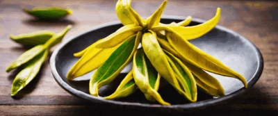 Ylang-ylang (Cananga odorata) : fractions, composition, précautions